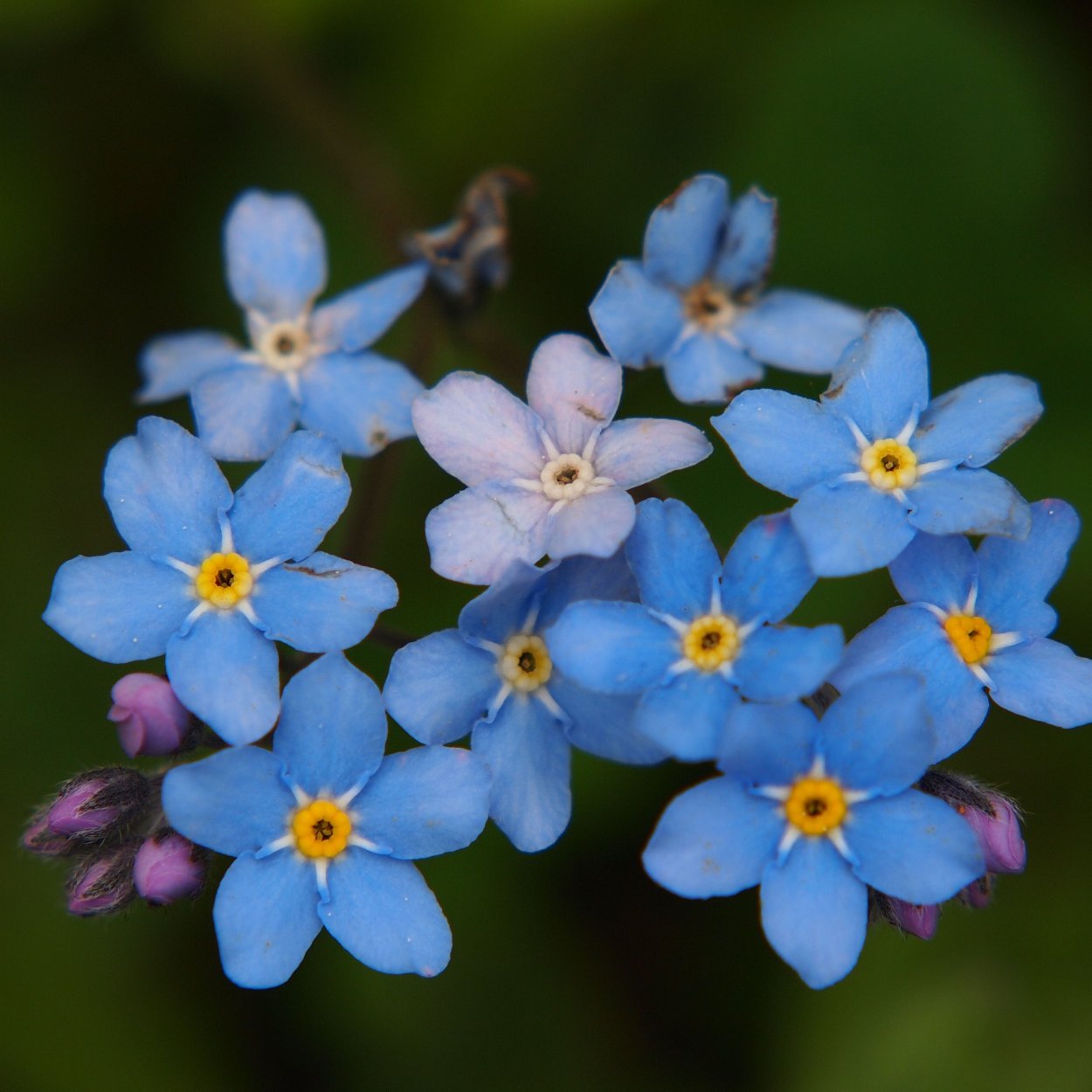Незабудка Альпийская (Myosotis alpestris)
