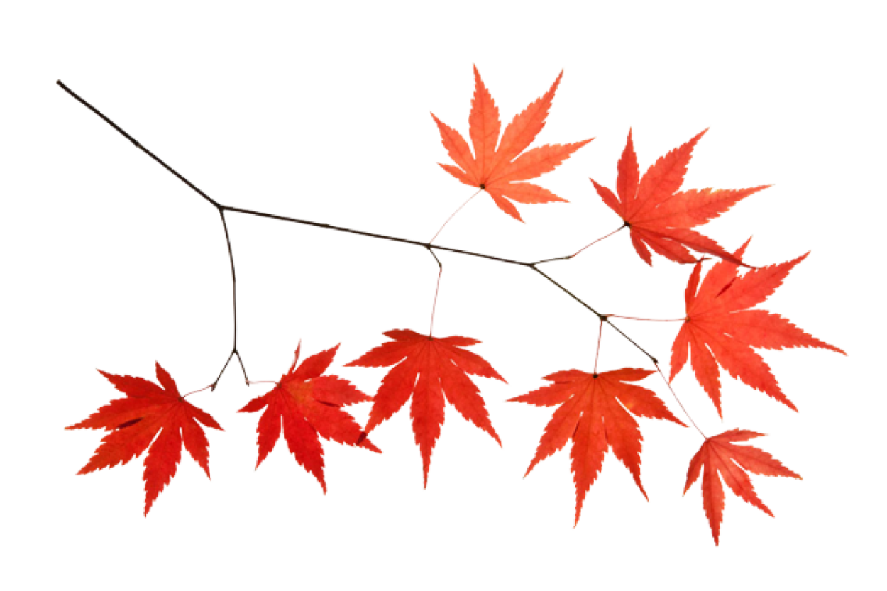 Ветка с кленовыми листьями