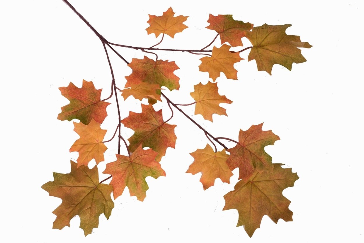 Ветка клена осеннего