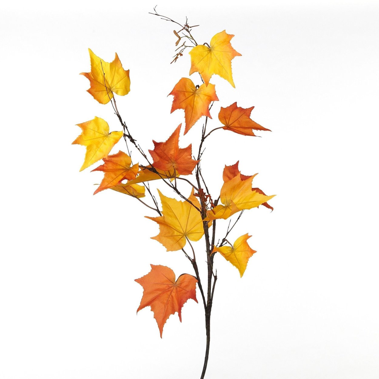 Ветка кленовых листьев