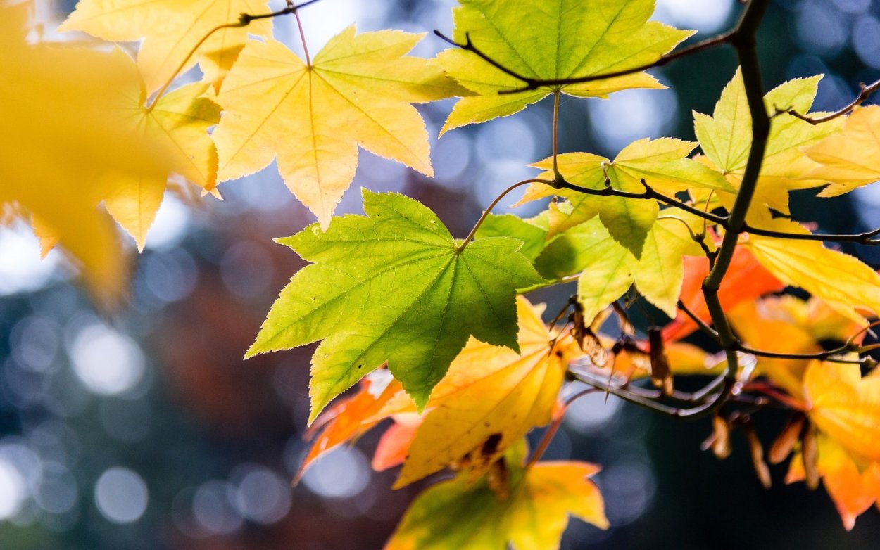 Ветка клена осеннего