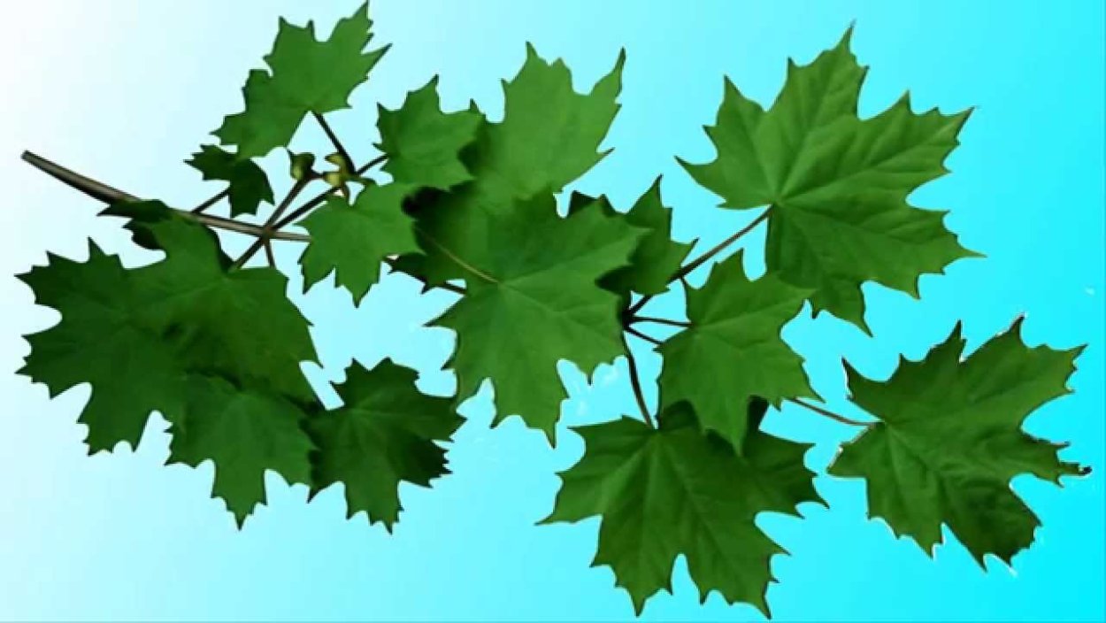 Клен остролистный ветка