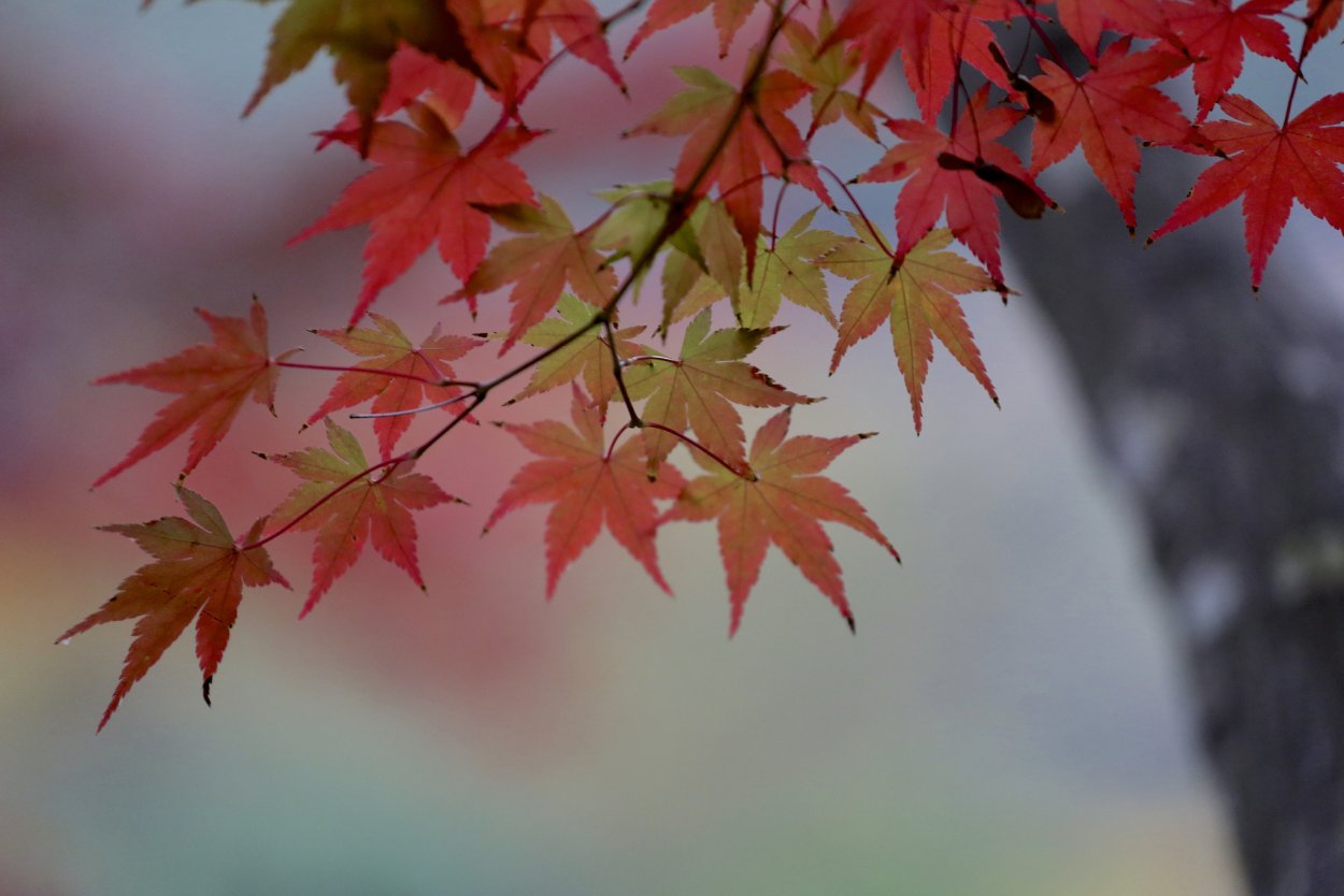 Ветка клена осенью