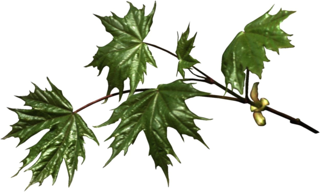 Клен дерево ветка