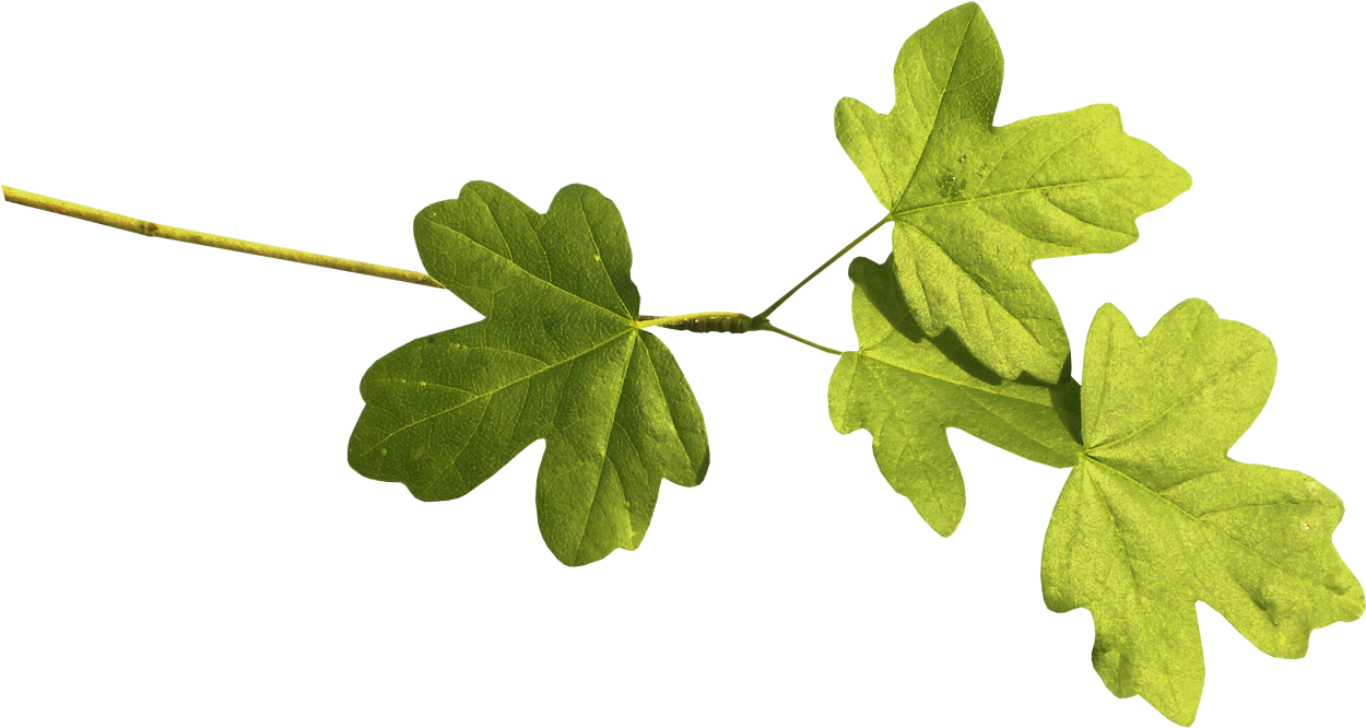 Два листочка на белом фоне