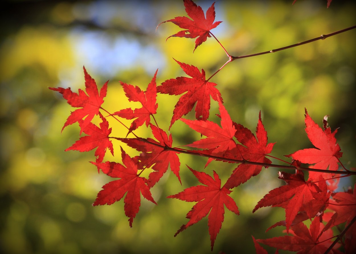 Ветка с осенними листьями