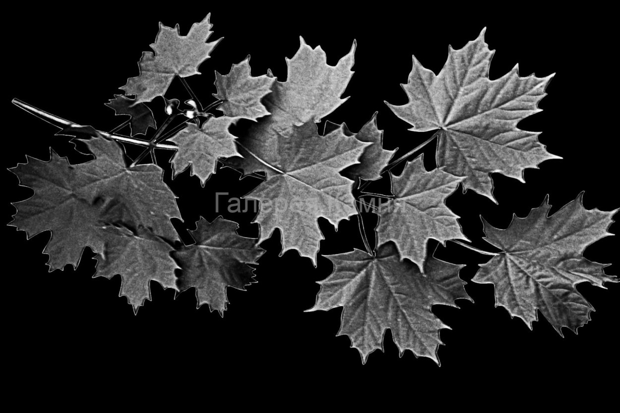 Ветка клена