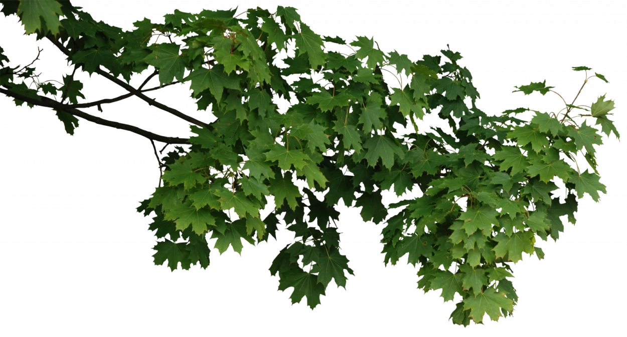 Ветка дерева