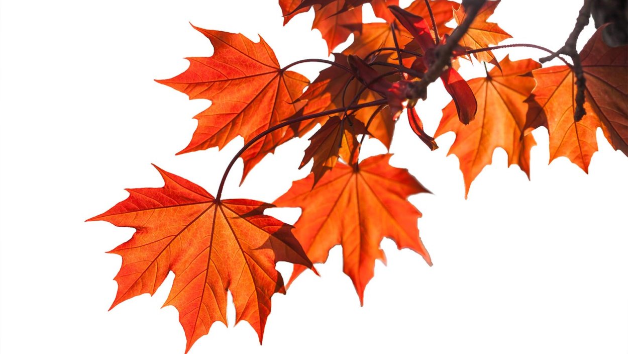 Веточка клена