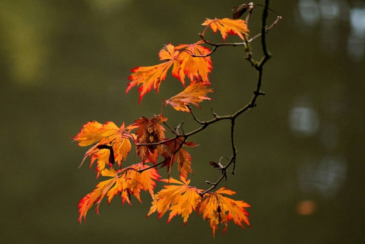 Ветка клена