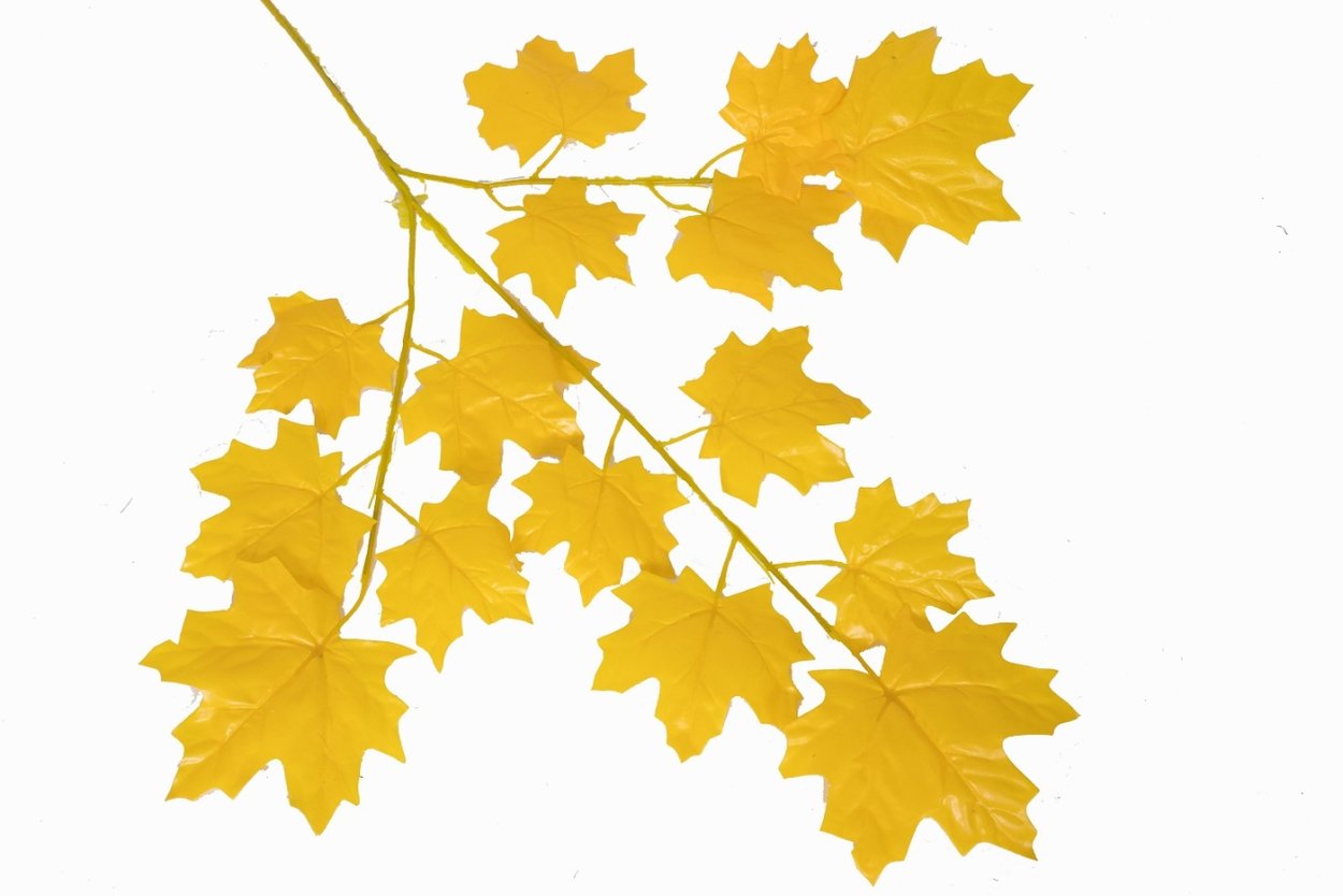 Клен остролистный платановидный семена