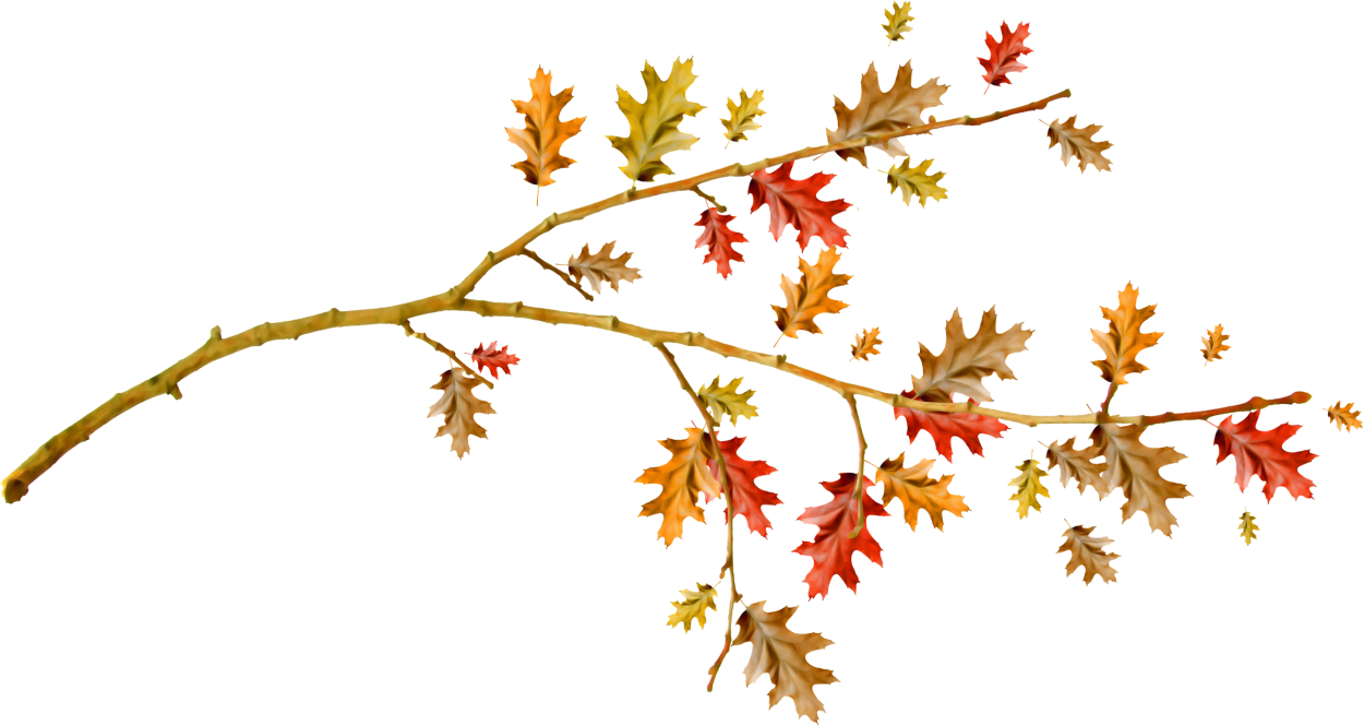 Осенняя ветка на прозрачном фоне
