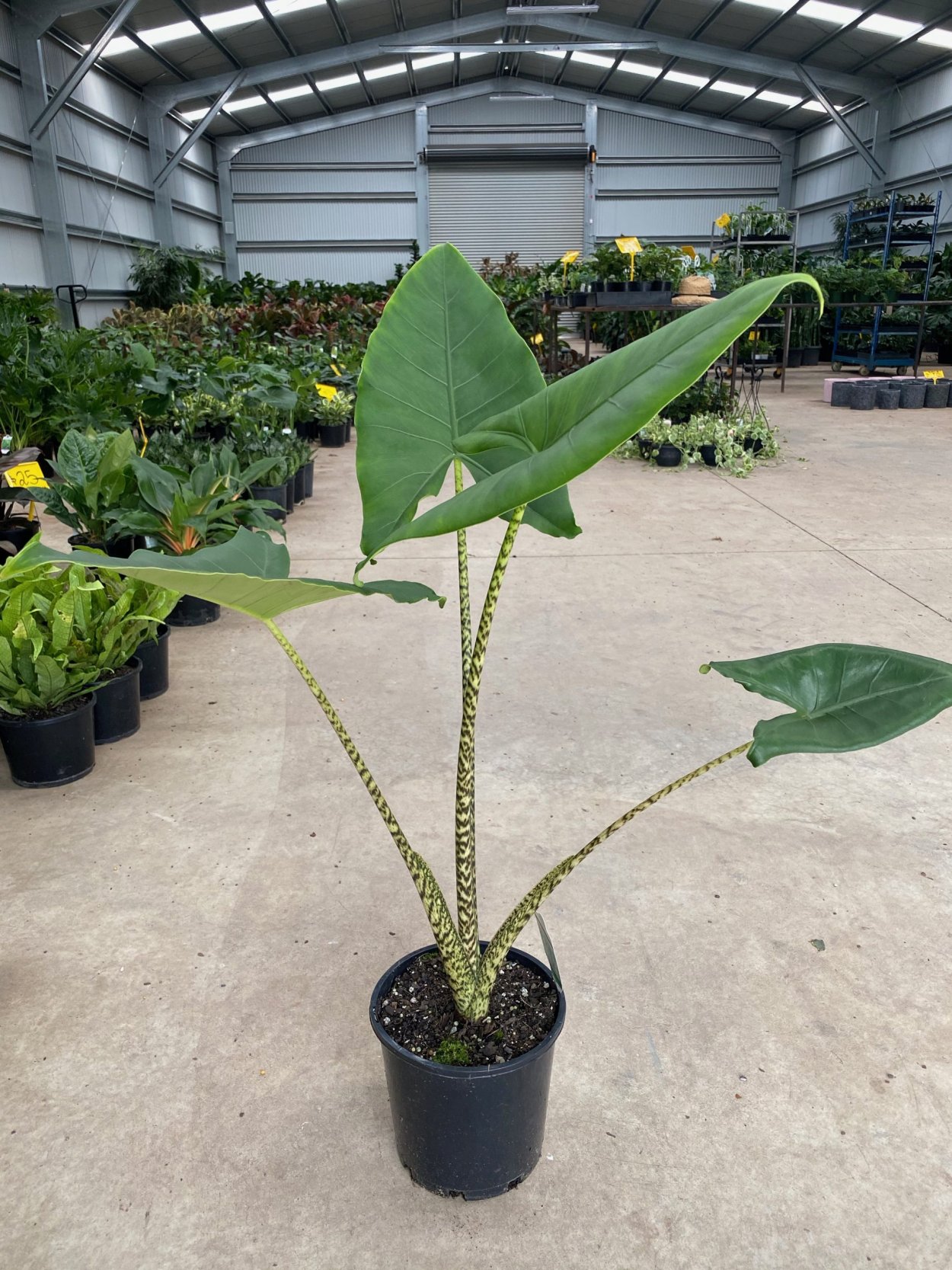 Антуриум кристаллинум