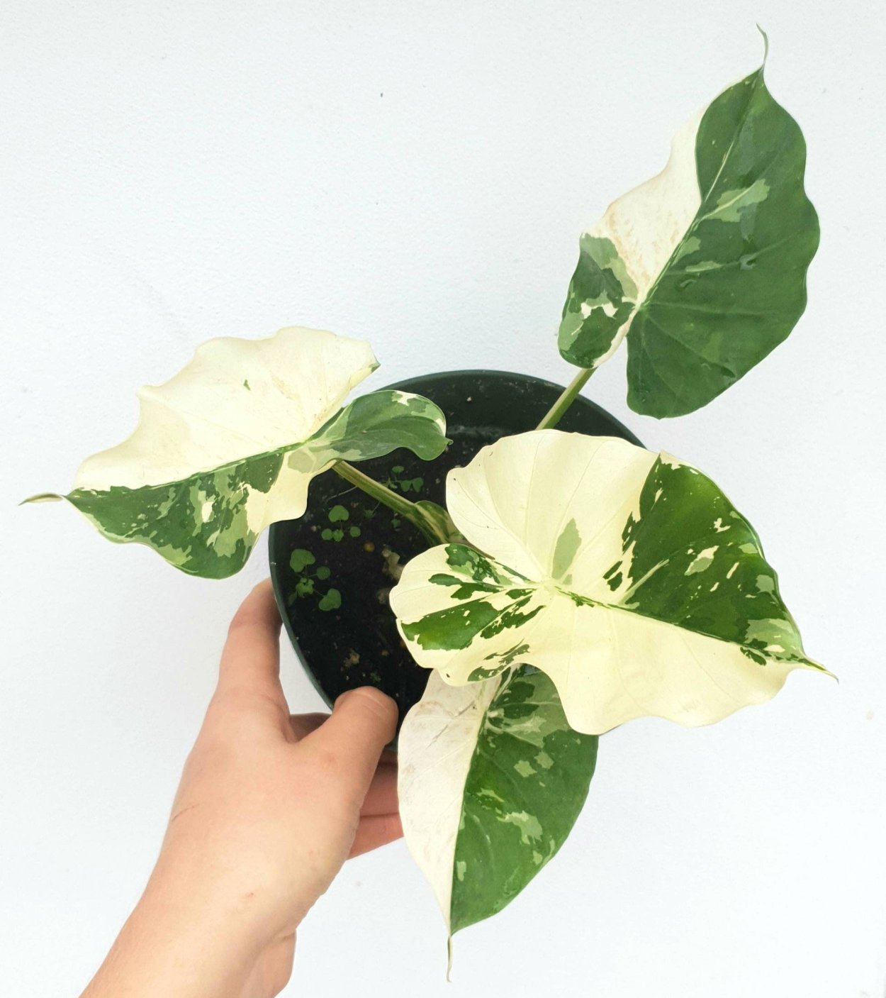 Алоказия макрориза Вариегата