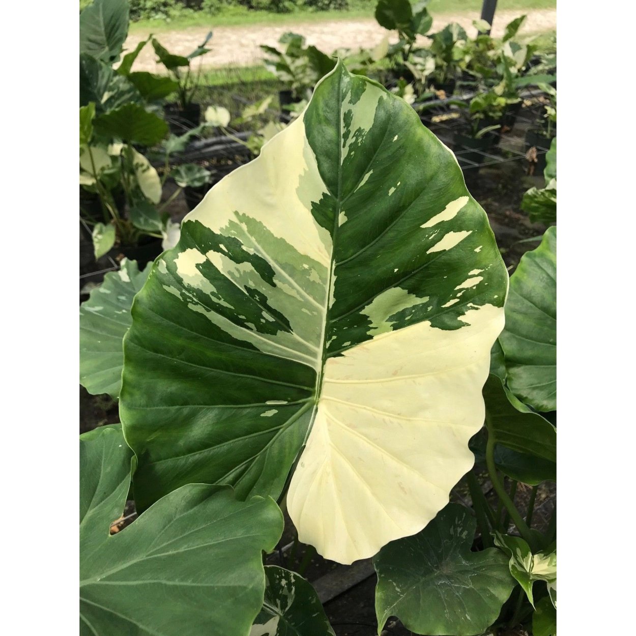 Филодендрон меланохризум