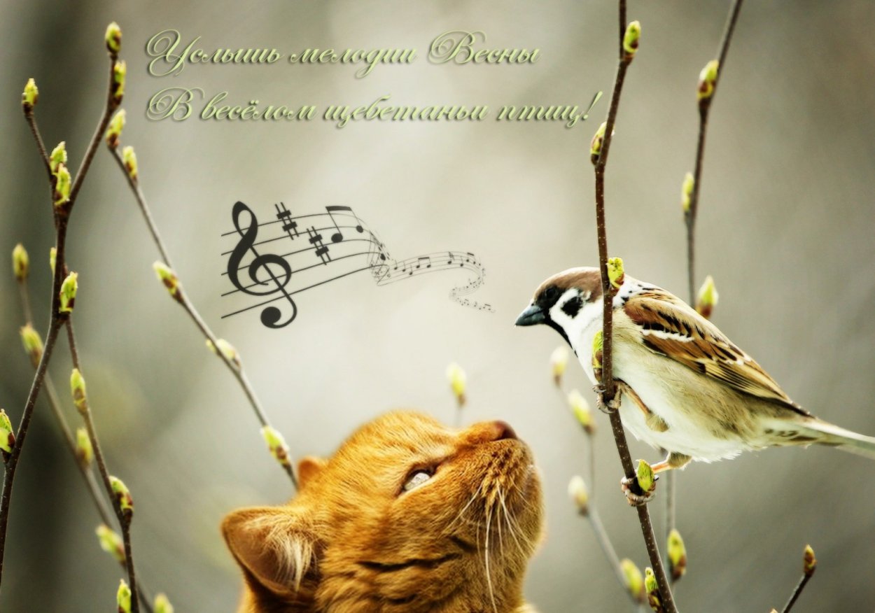 Доброго дня с птичками