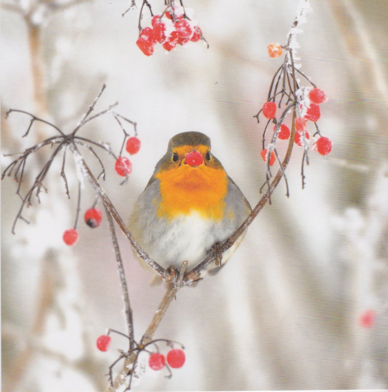 Сонная Сова