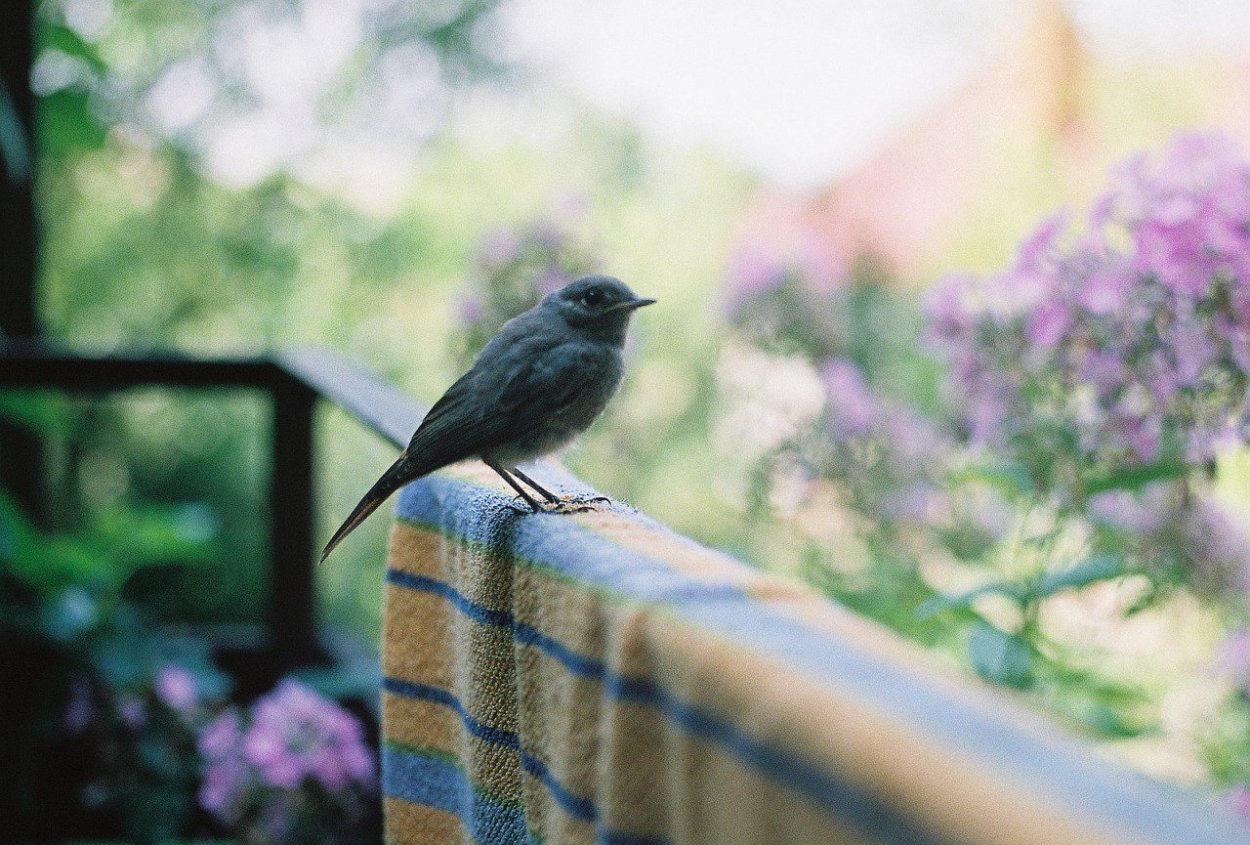 Весна Эстетика птички