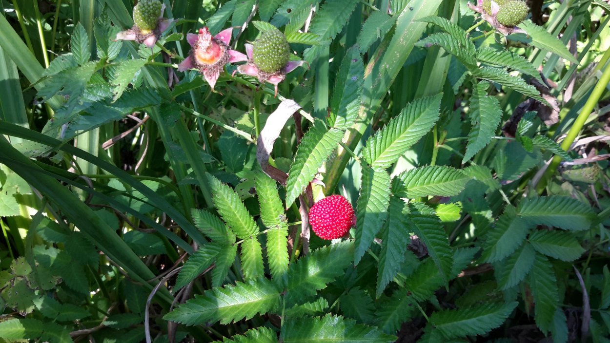 Норвежская малина куст
