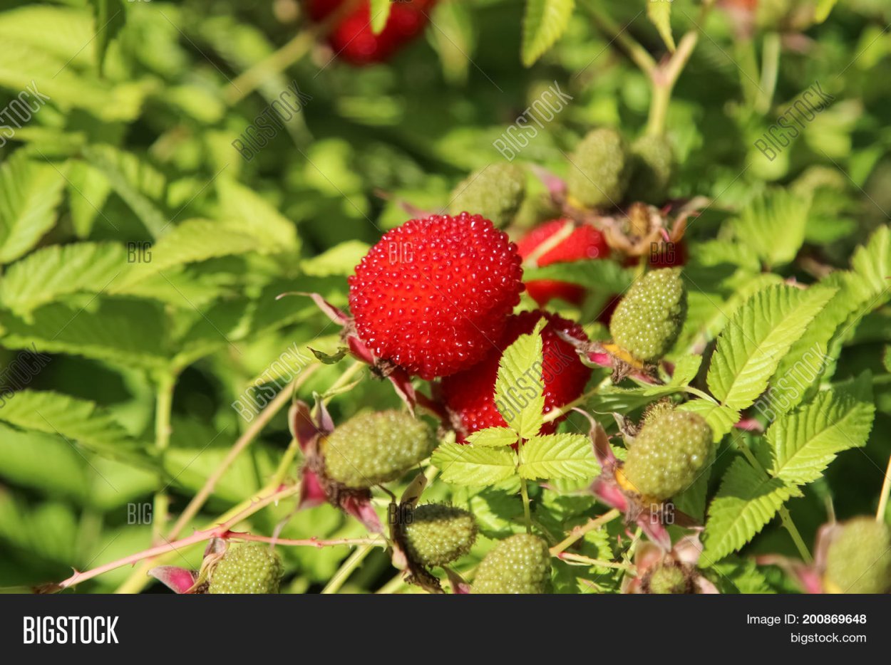 Княженика тибетская малина