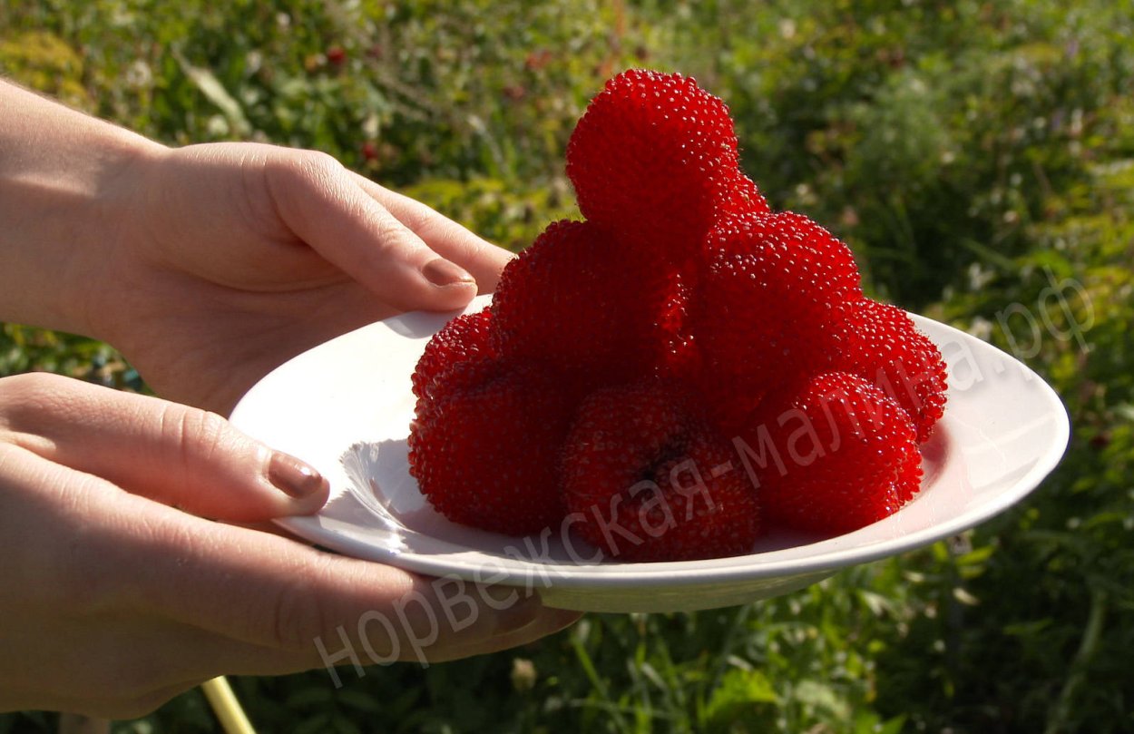 Малина розолистная