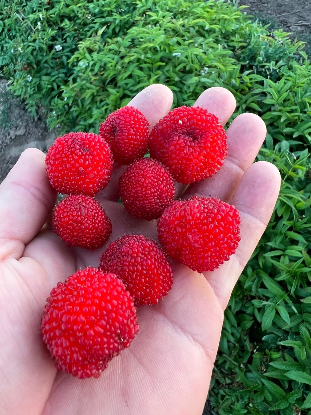 Малина тибетская розолистная