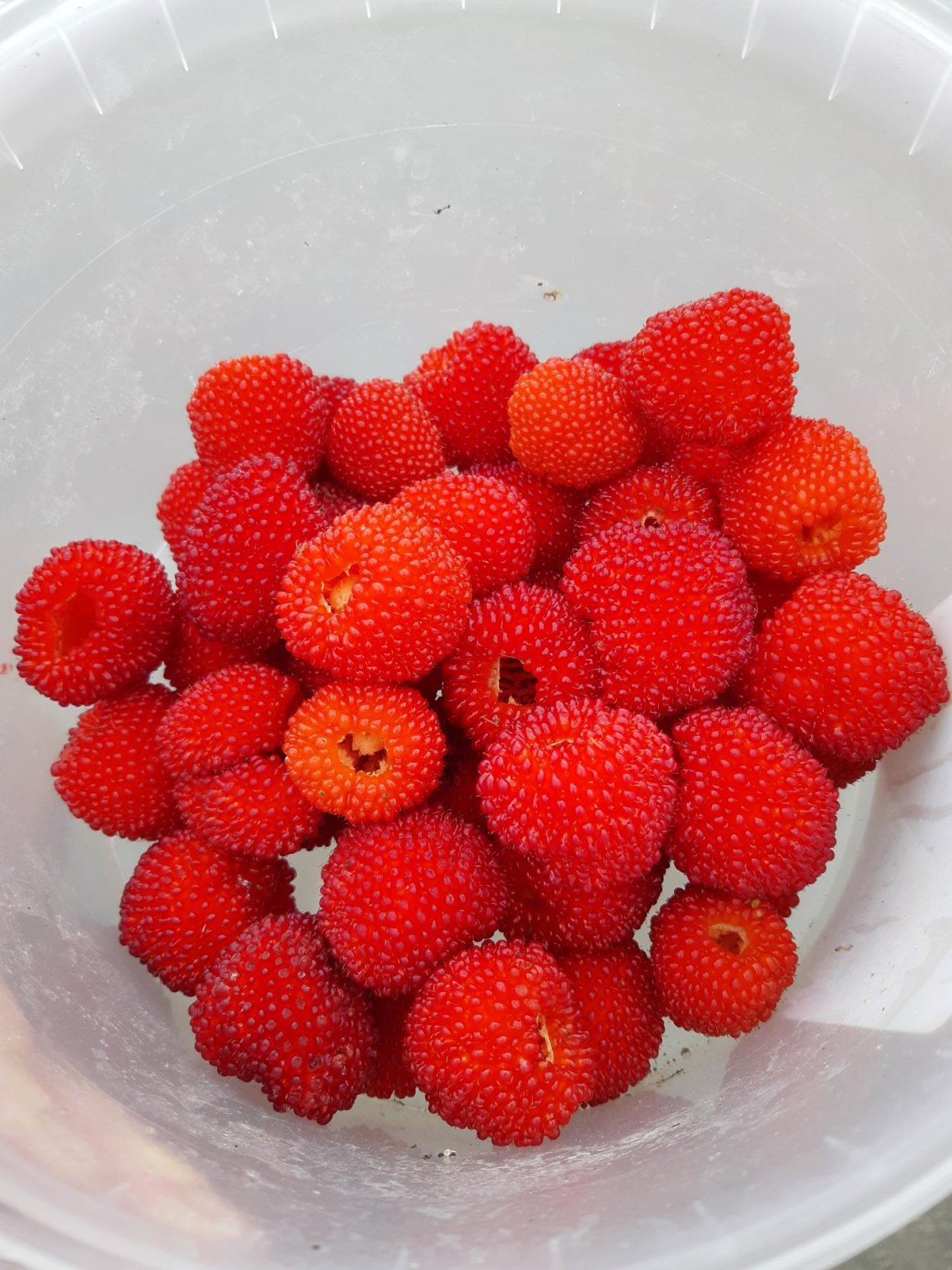 Княженика тибетская малина