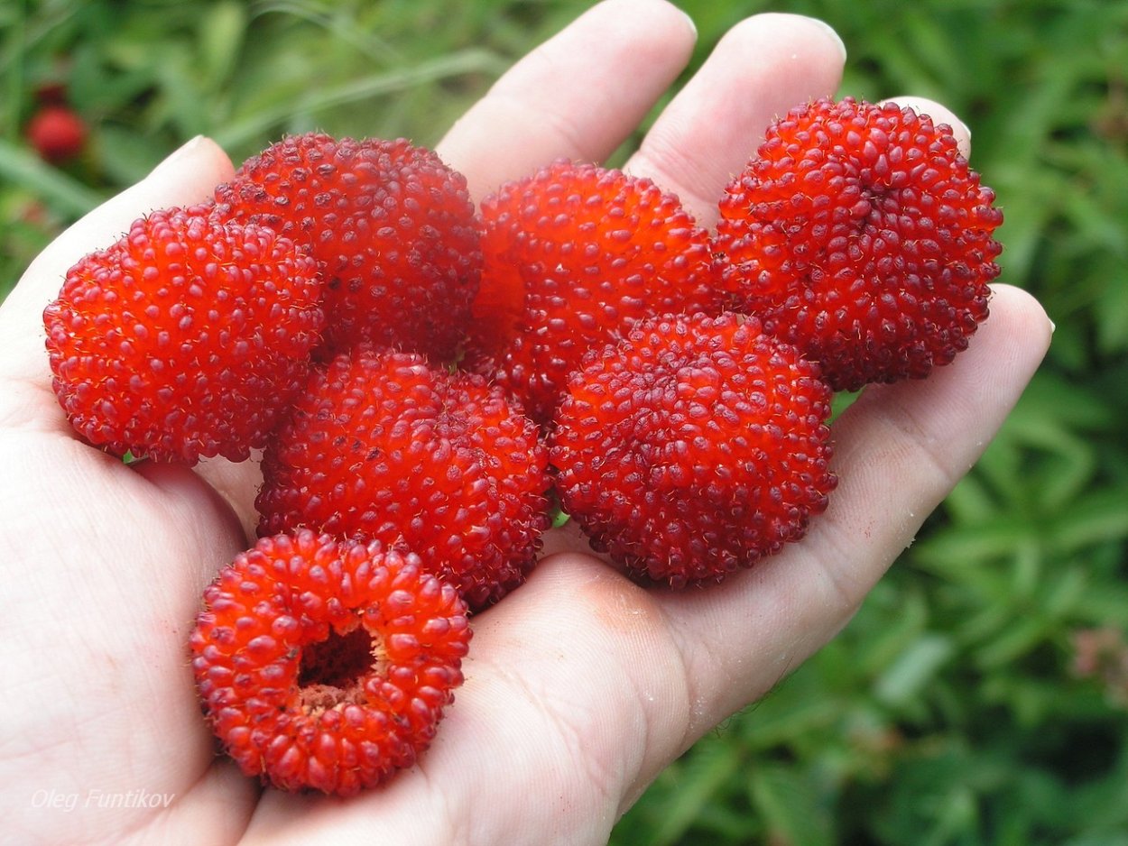 Малина тибетская Мяо Мяо