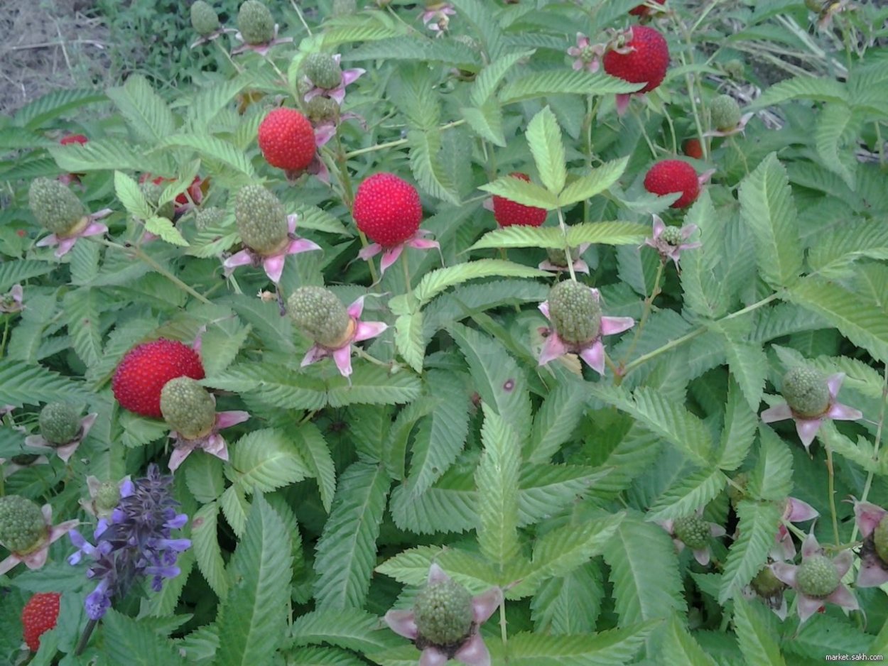 Малина Земляничная (с2)