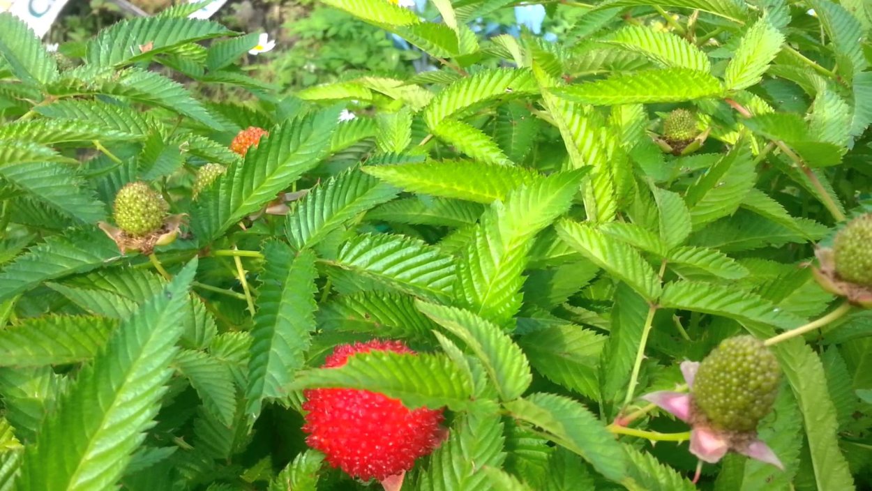 Малина тибетская розолистная