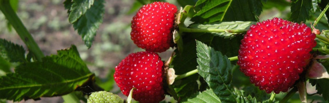 Норвежская малина Земляничная
