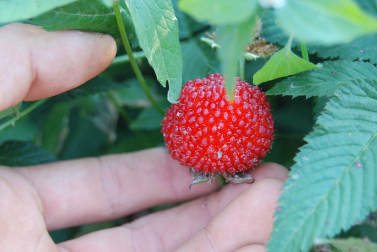 Норвежская малина Земляничная
