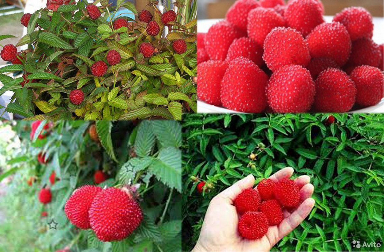 Малина тибетская розолистная