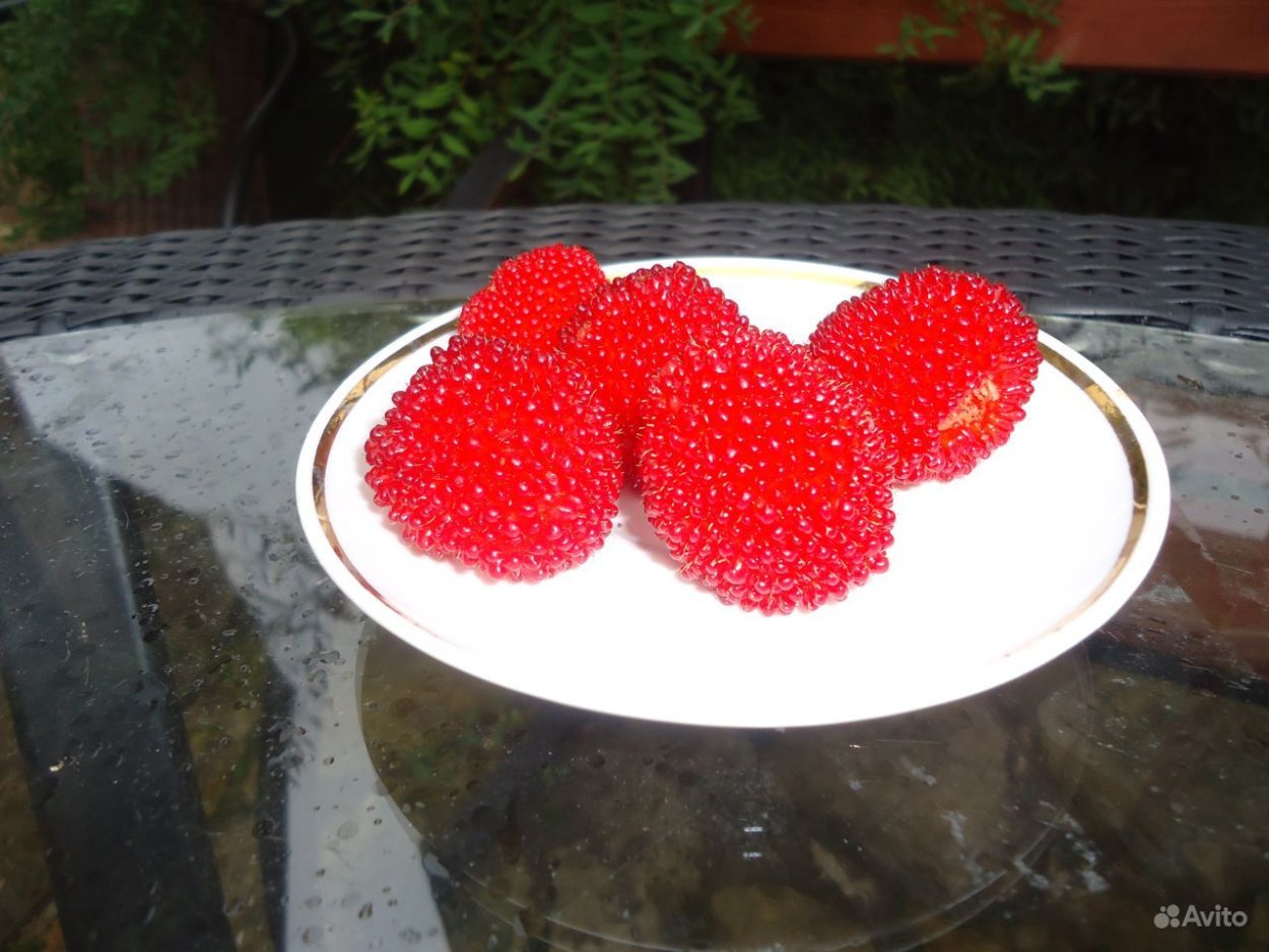 Малина тибетская розолистная