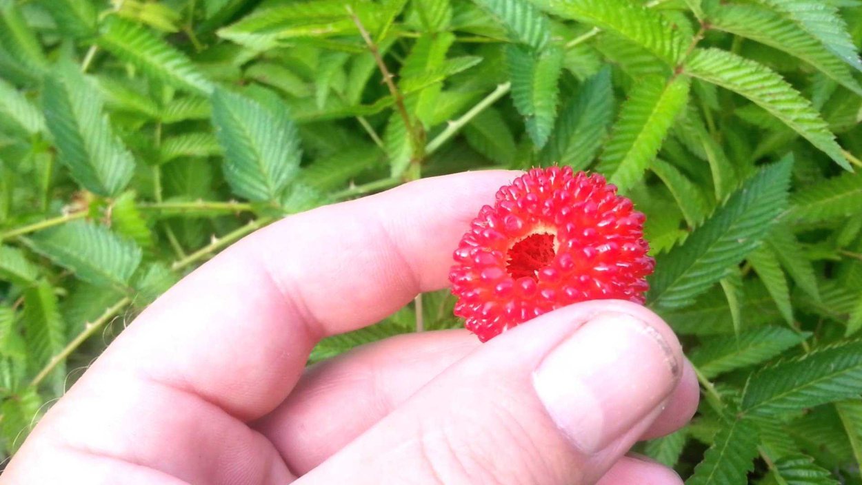 Земляничная малина Розалин