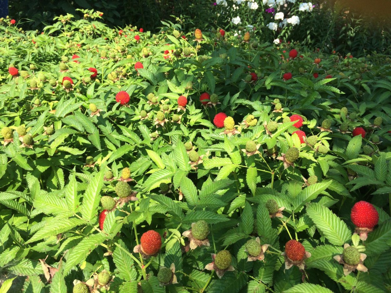 Норвежская малина Земляничная