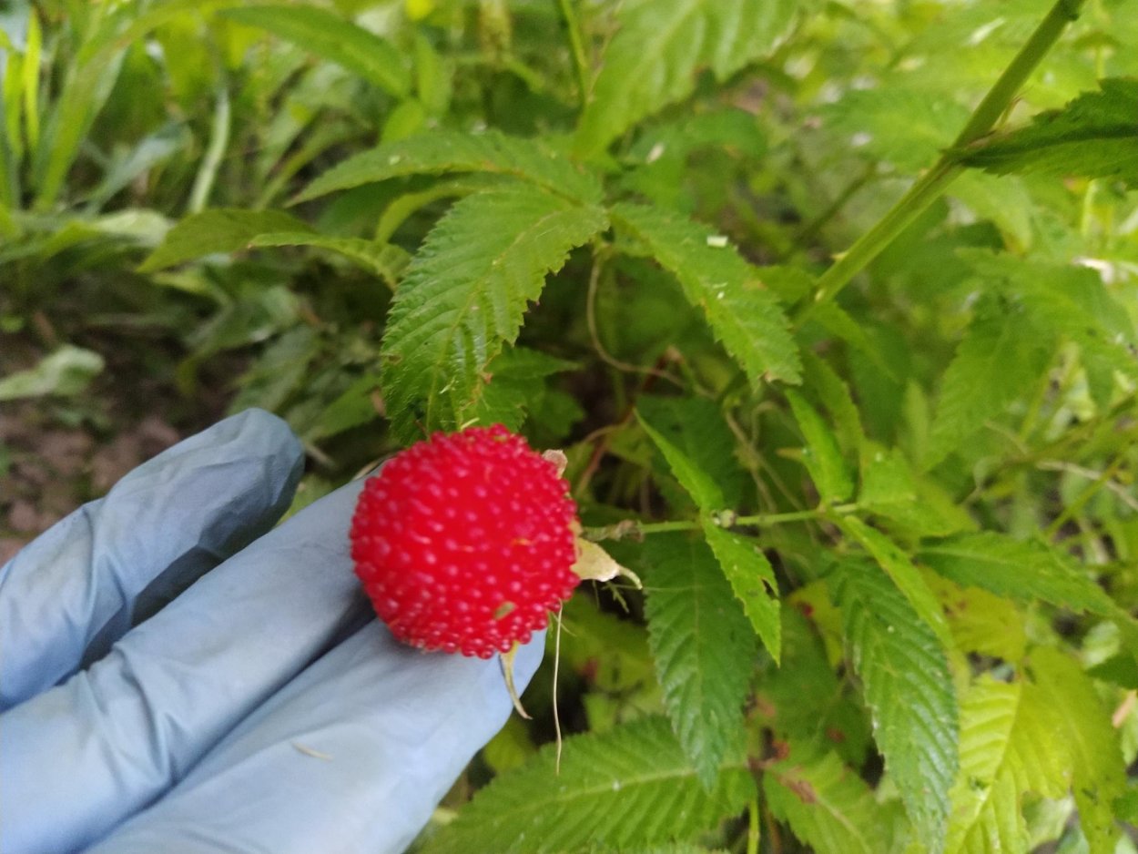 Малина Земляничная (тибетская малина)