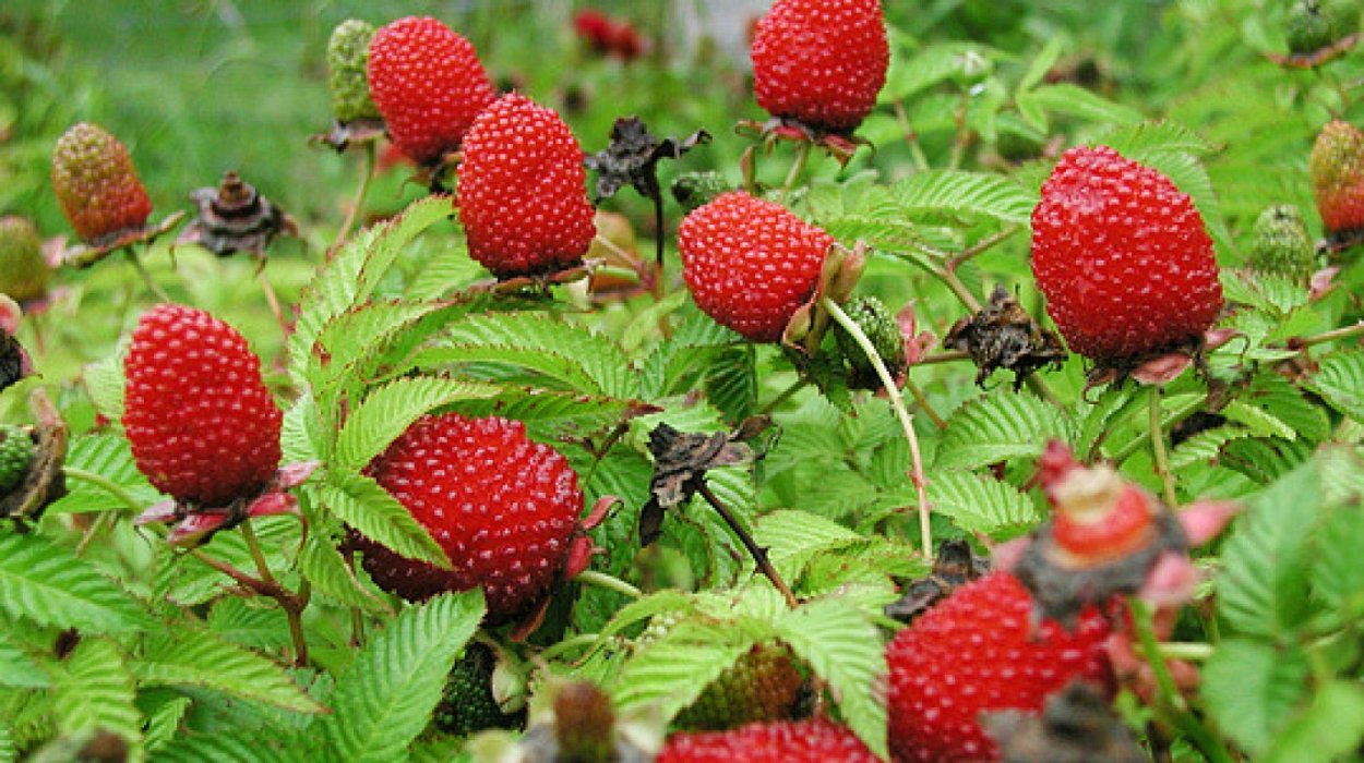 Гималайская малина