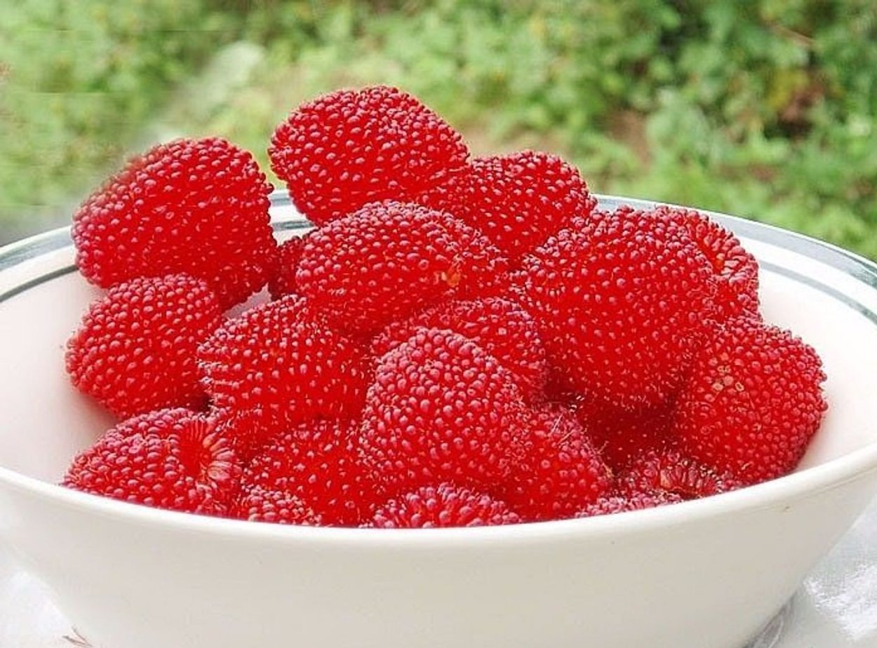 Малина Маргарита