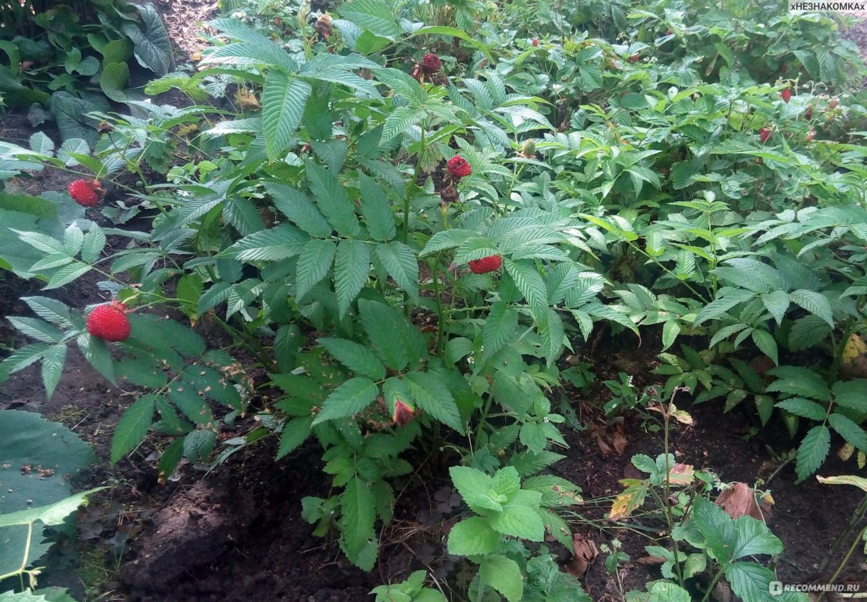 Княженика тибетская малина