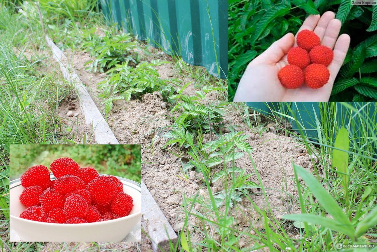 Малина тибетская розолистная