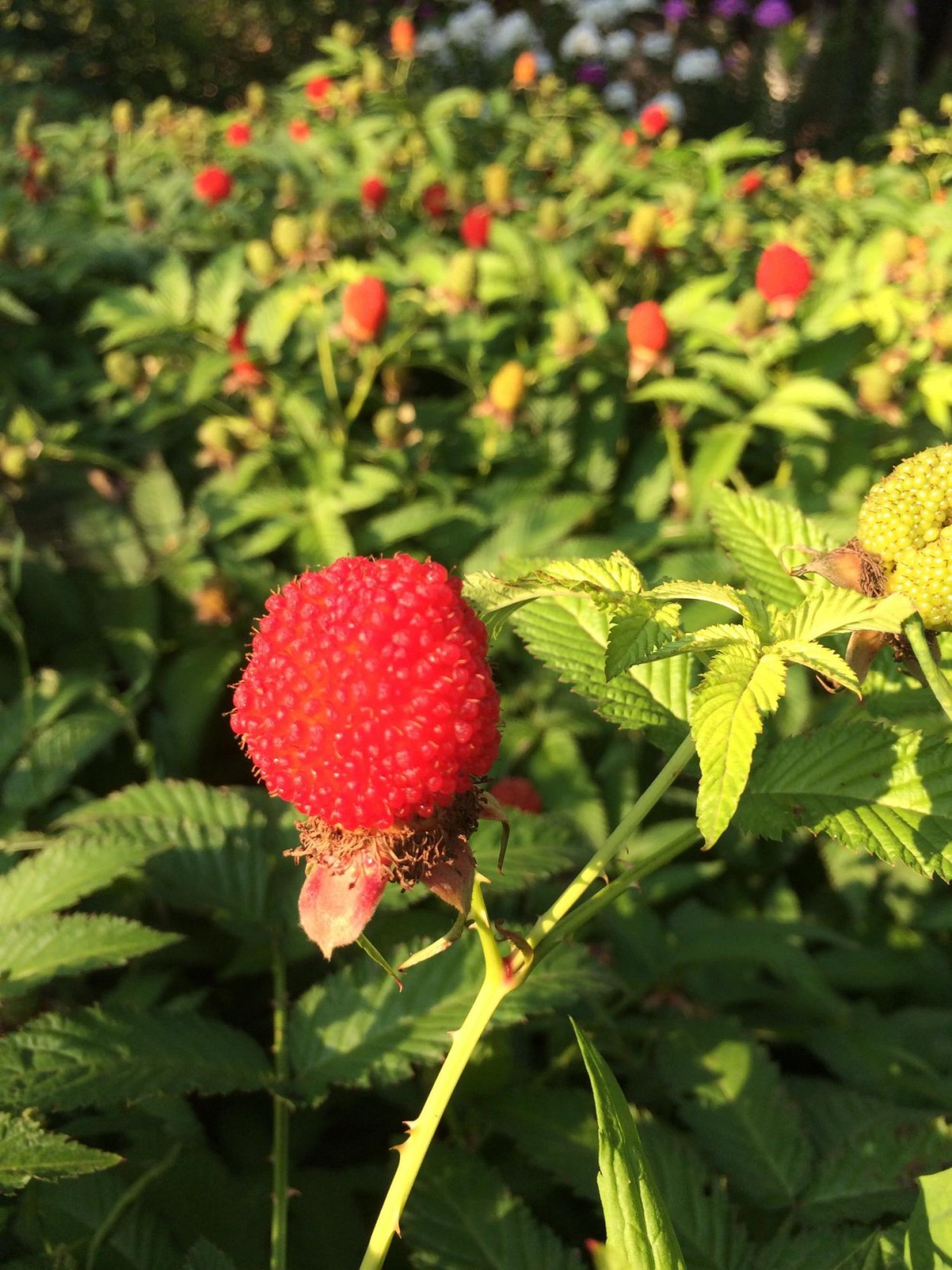 Малина тибетская розолистная