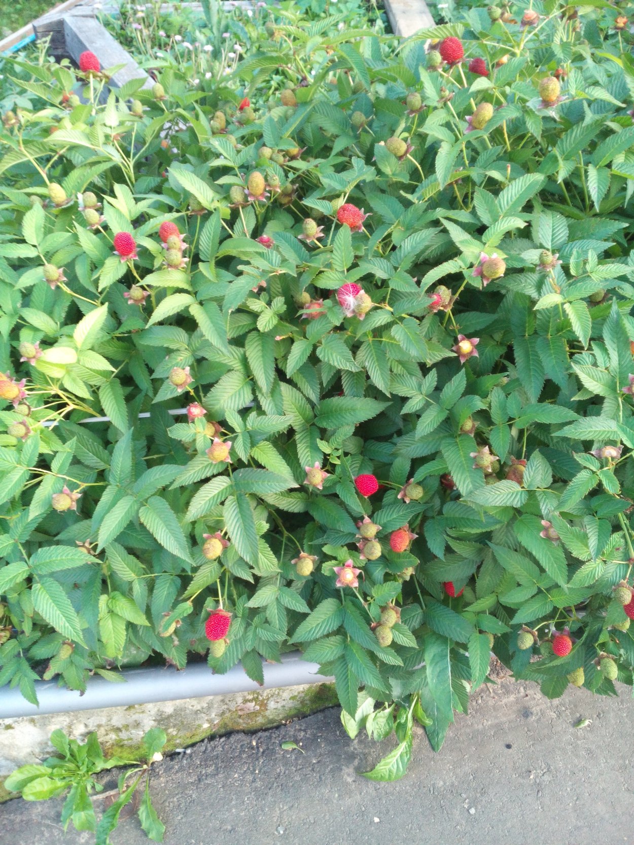 Малина Земляничная (с2)