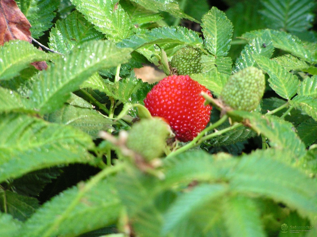 Малина тибетская розолистная