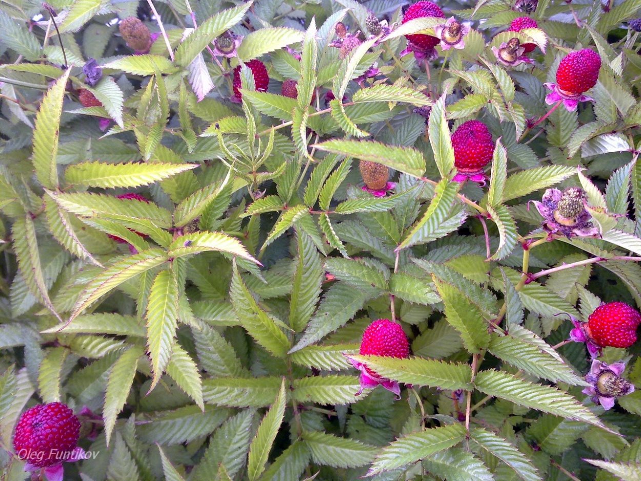 Малина тибетская розолистная