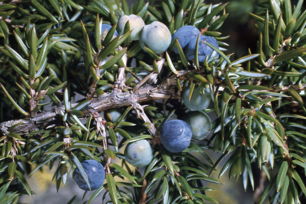 Артыш казацкий можжевельник