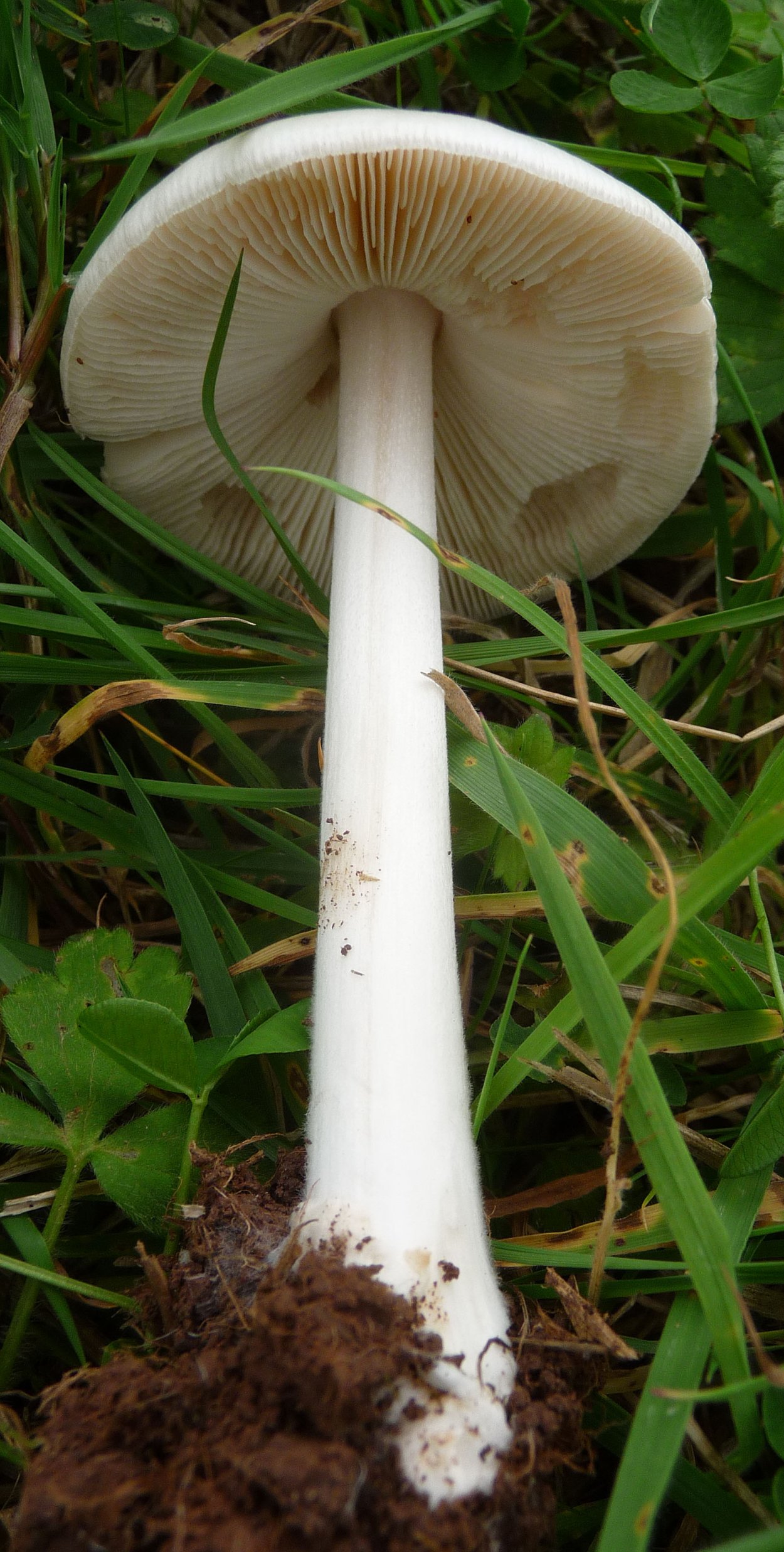 Гриб Volvariella speciosa