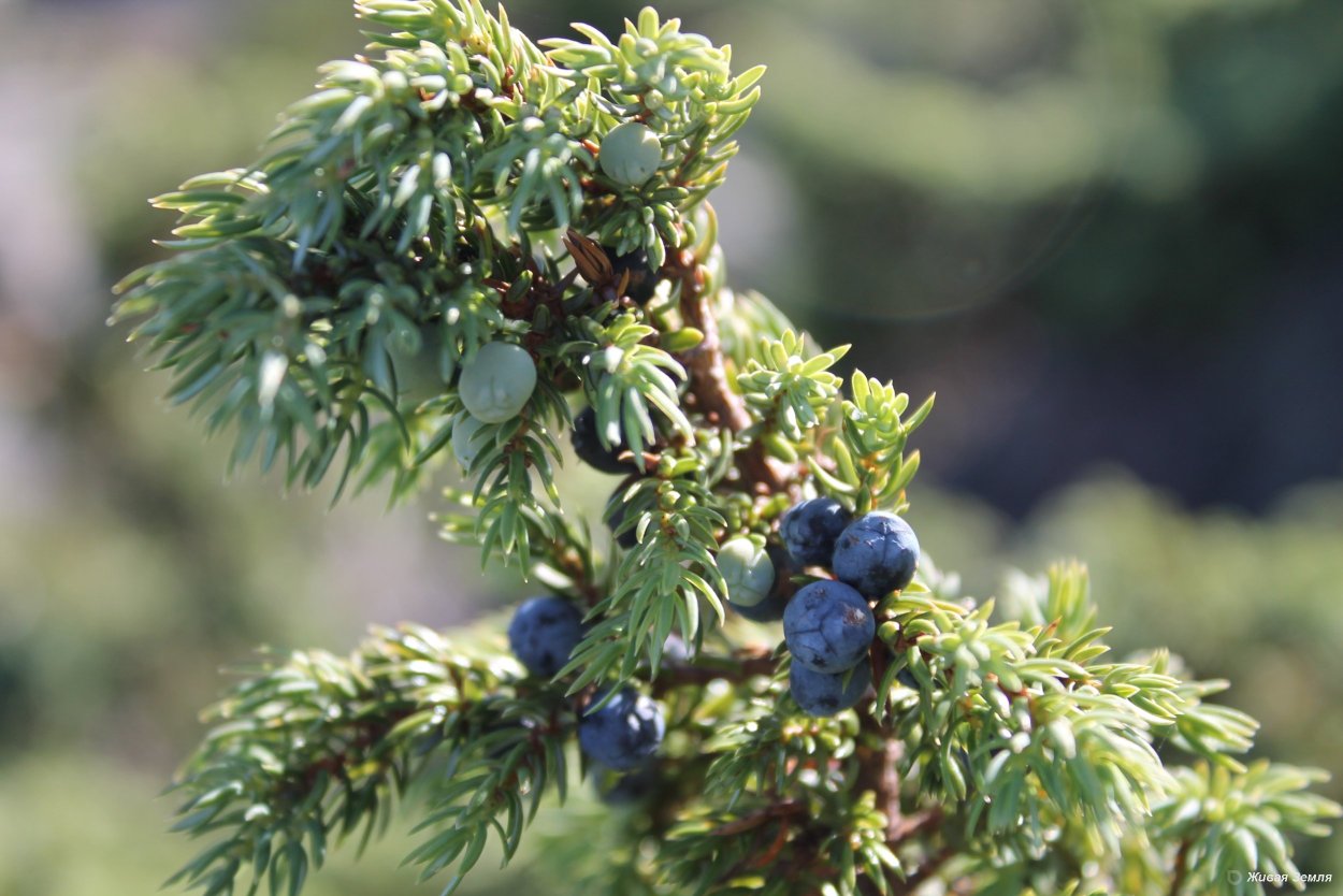 Можжевельник казацкий Шишкоягоды