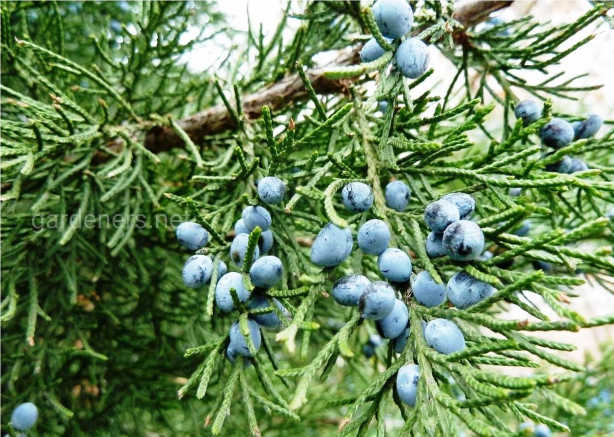 Можжевеловая ягода