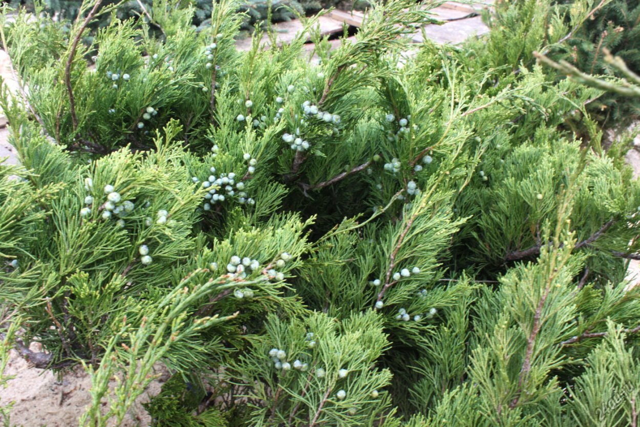 Веточка можжевельника